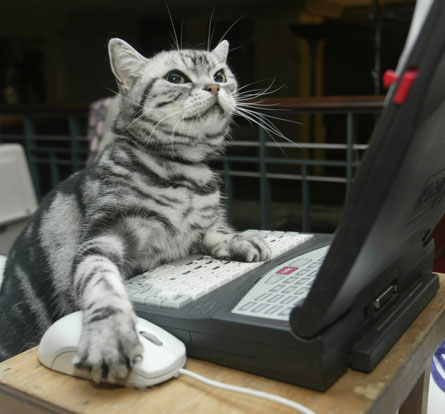 cat on computer