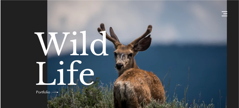 Wix Wildlife Photography Homepage