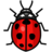 ladybug